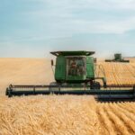 Combine harvesters in wheat field pre-harvest